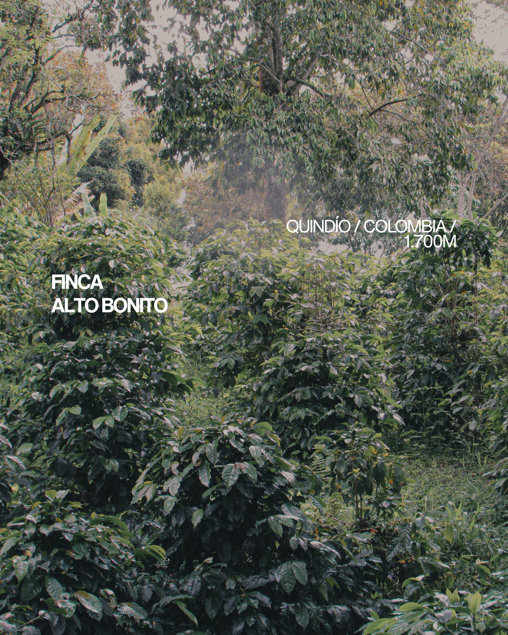 Entorno natural de Finca Alto Bonito, Quindío Colombia