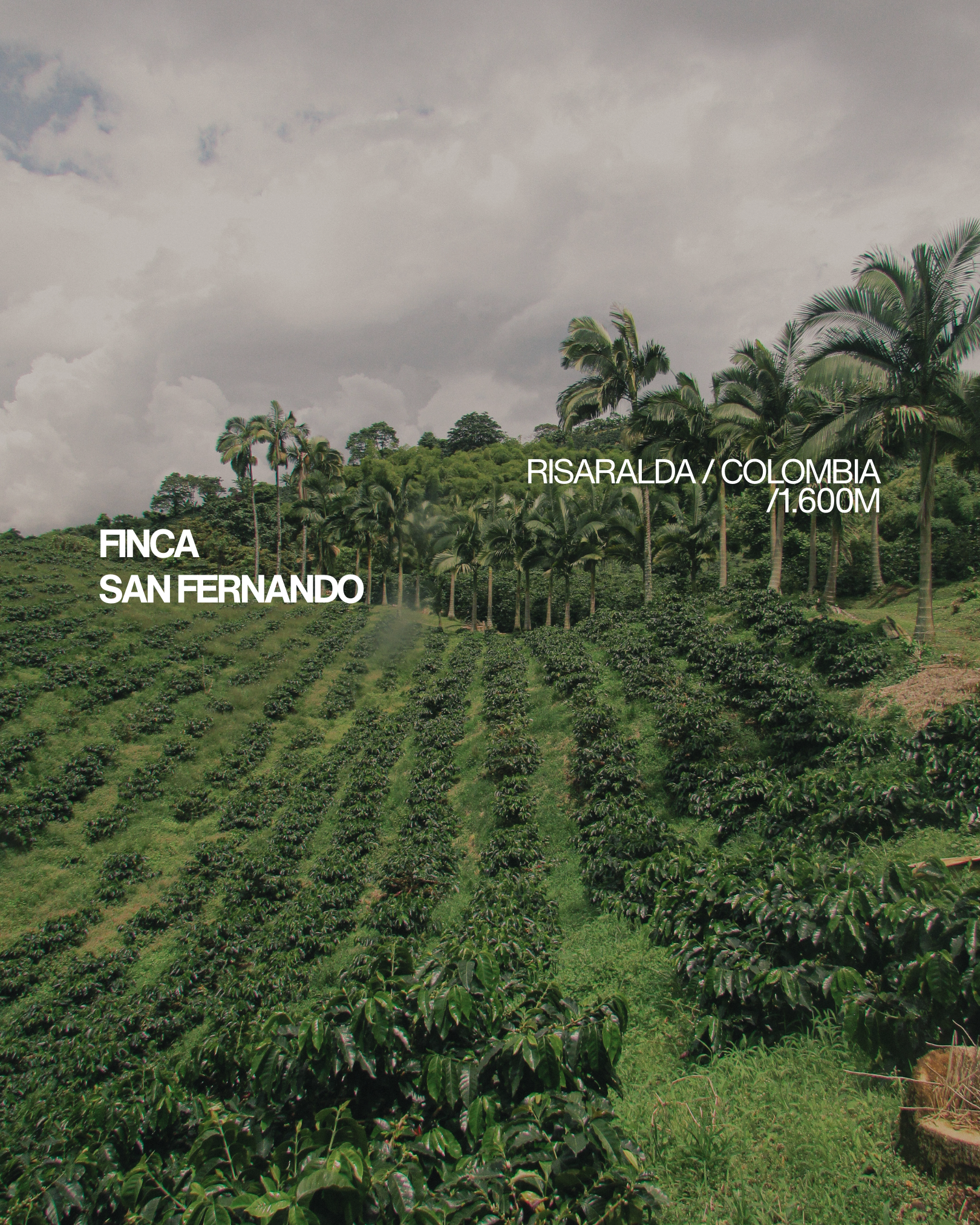 Cafetal de Finca San Fernando, Risaralda Colombia