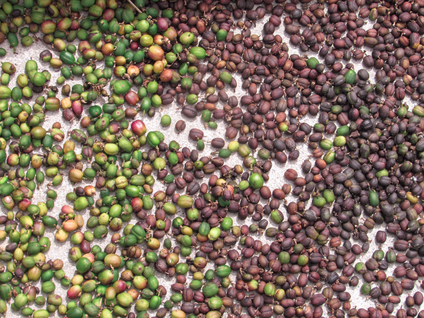 Cerezas de café colombiano seleccionadas durante el proceso de beneficio