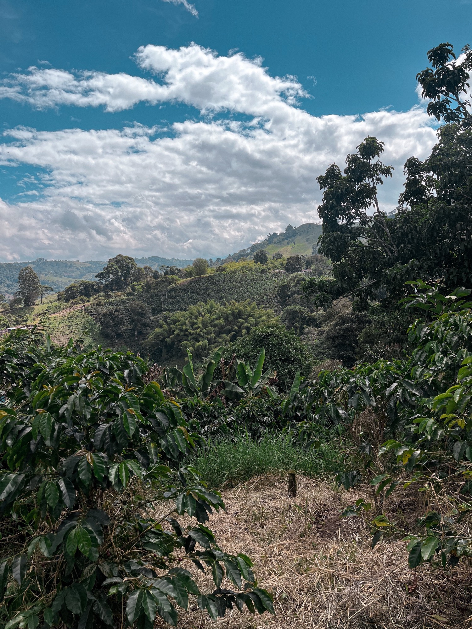 Alejo Marín, Pink Bourbon de Quindío, Colombia