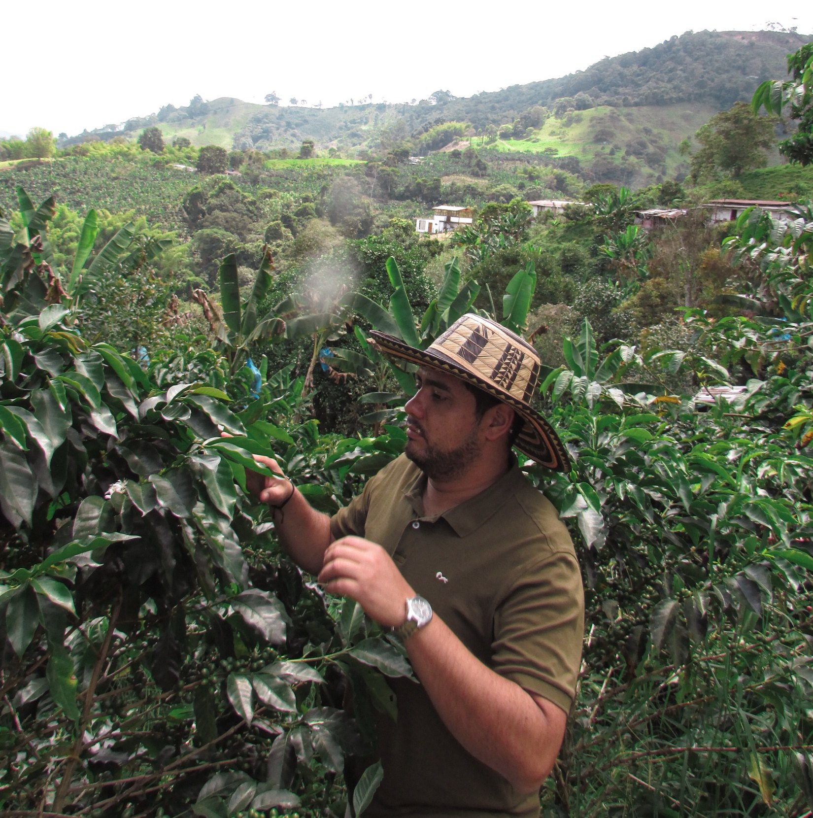 Alejo Marín revisando sus cafetos en Finca Alto Bonito