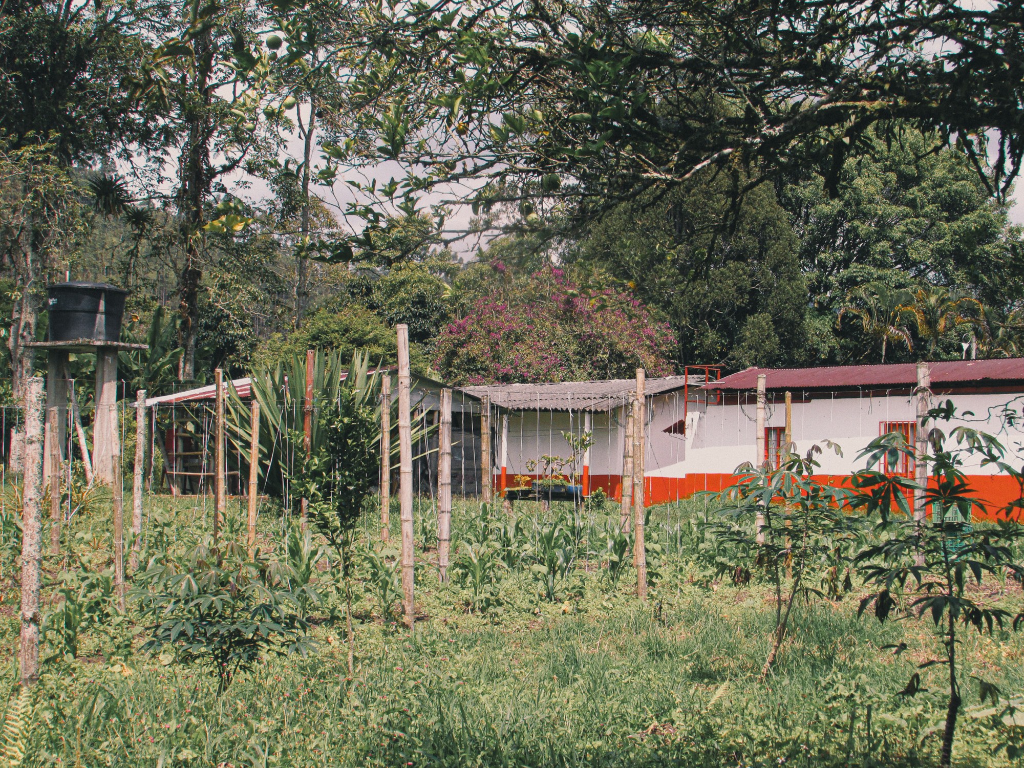 Finca de café en Colombia